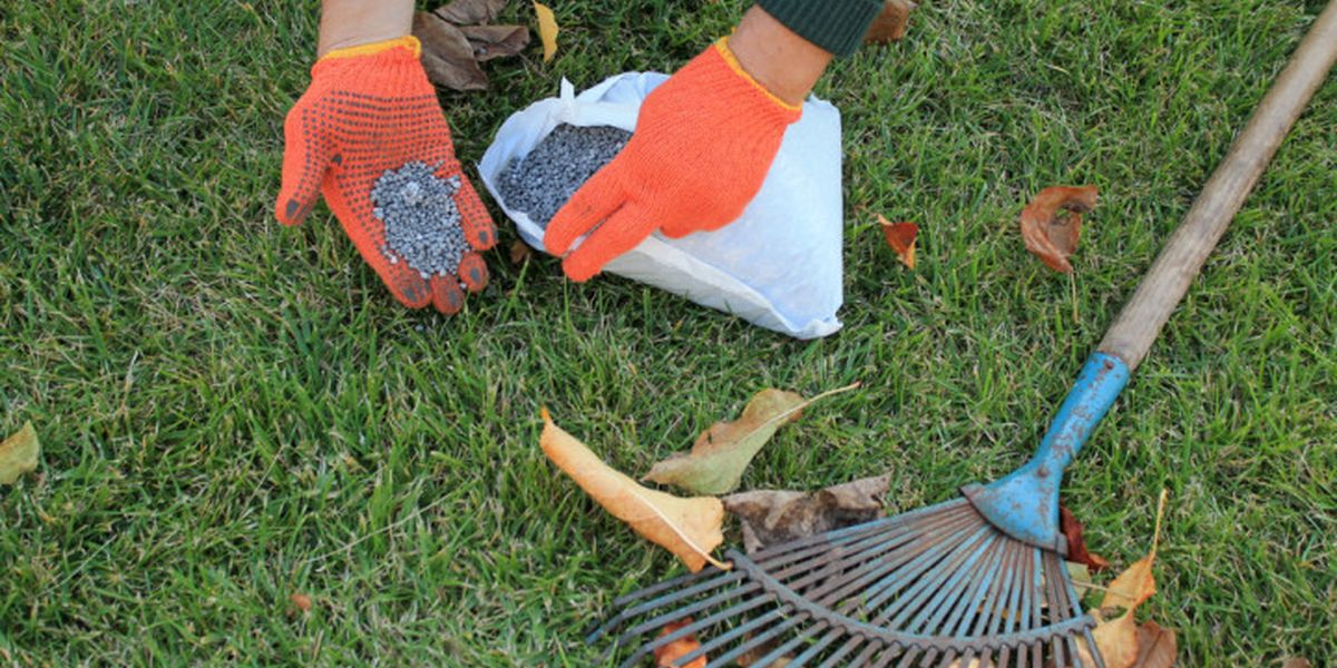 Moss on the lawn in autumn: why it appears and how to fight it