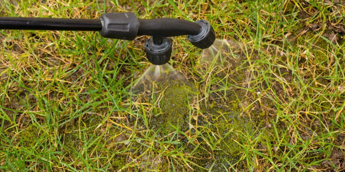 Moss on the lawn in autumn: why it appears and how to fight it