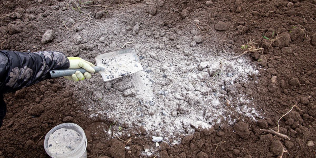 Плануємо наступний рік: що посадити після огірків, помідорів і капусти
