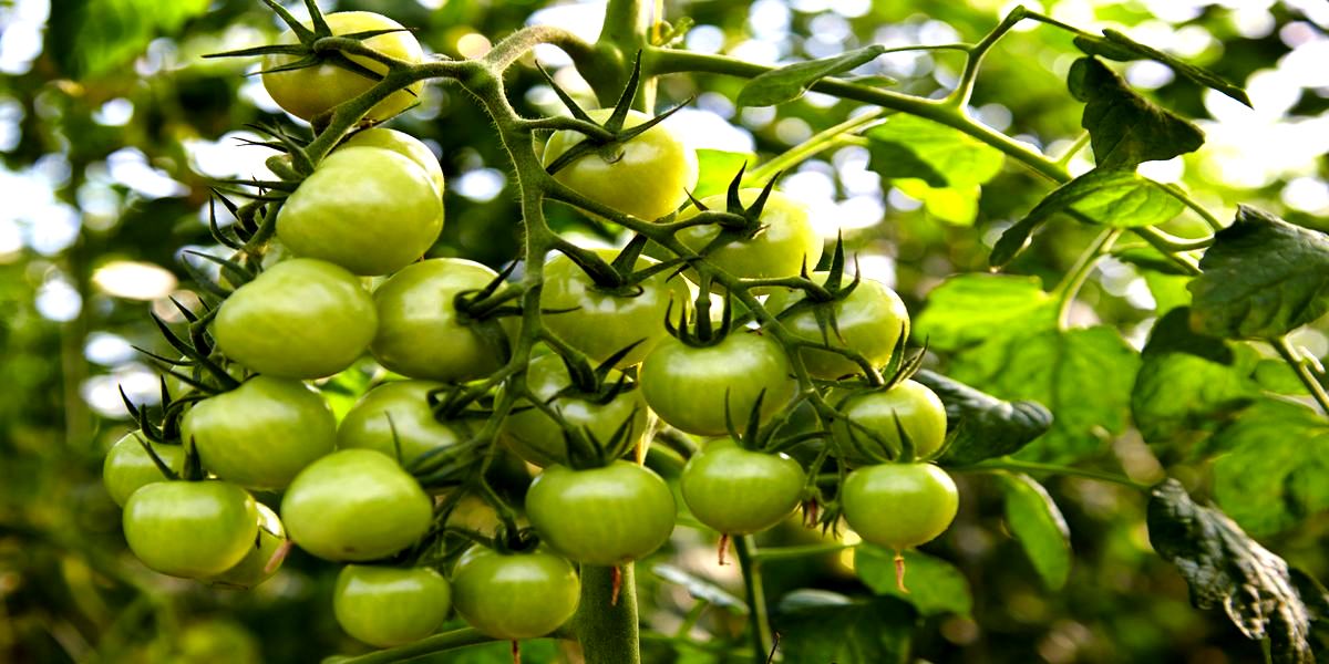 Pochemu_ne_sozrevayut_tomaty