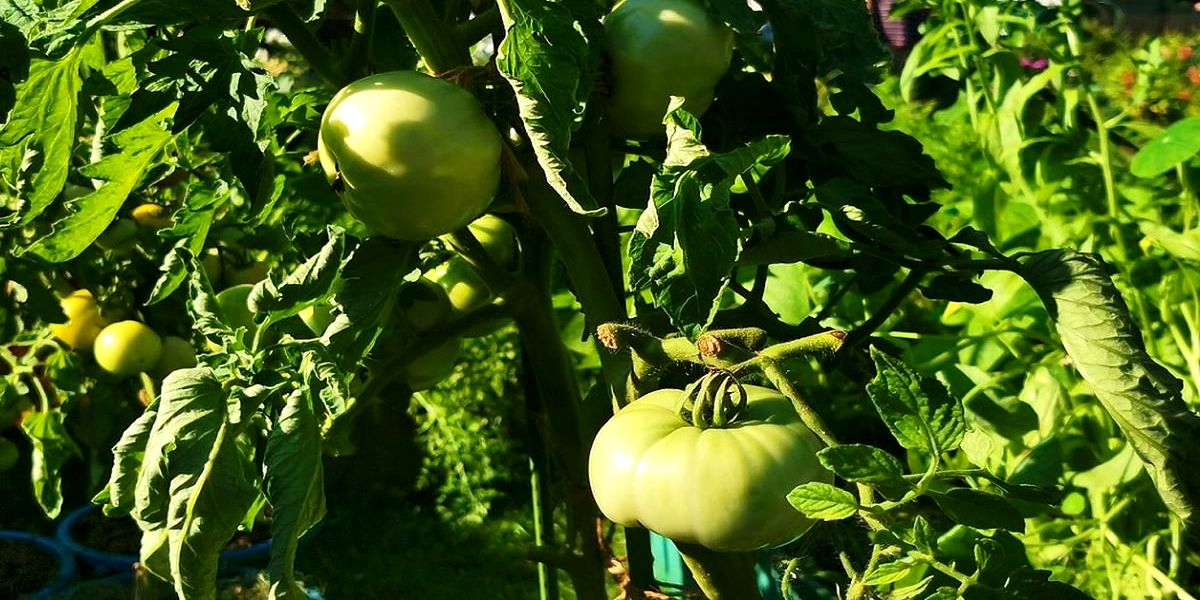 Pochemu_ne_sozrevayut_tomaty