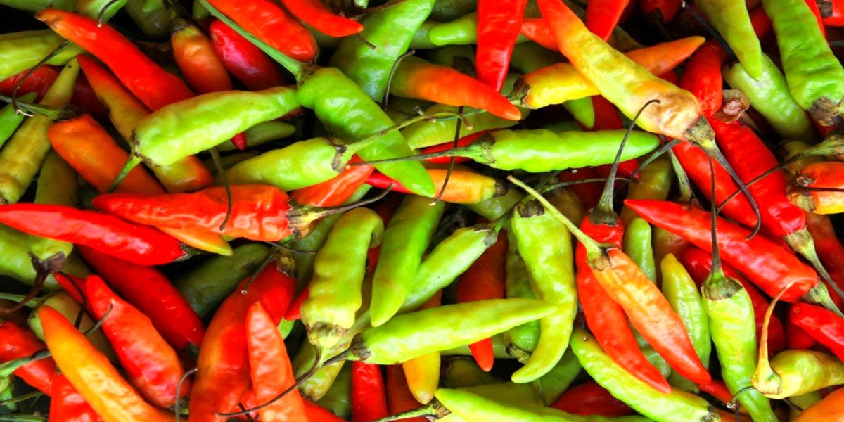 authors-instructions-for-growing-hot-peppers