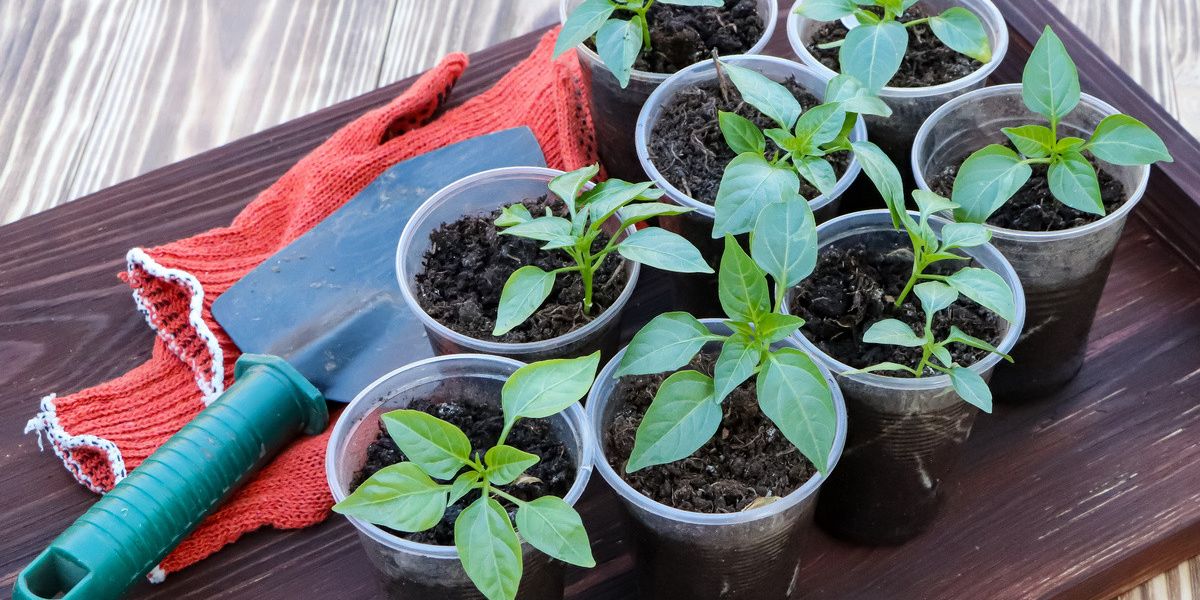 authors-instructions-for-growing-hot-peppers