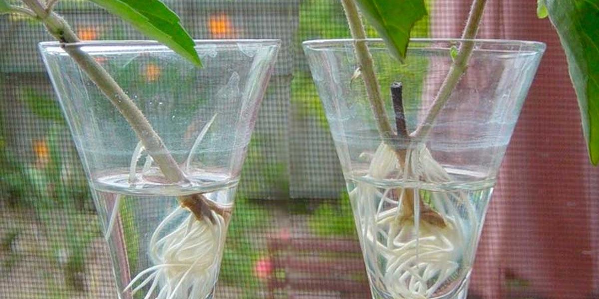 authors-instructions-for-growing-hot-peppers