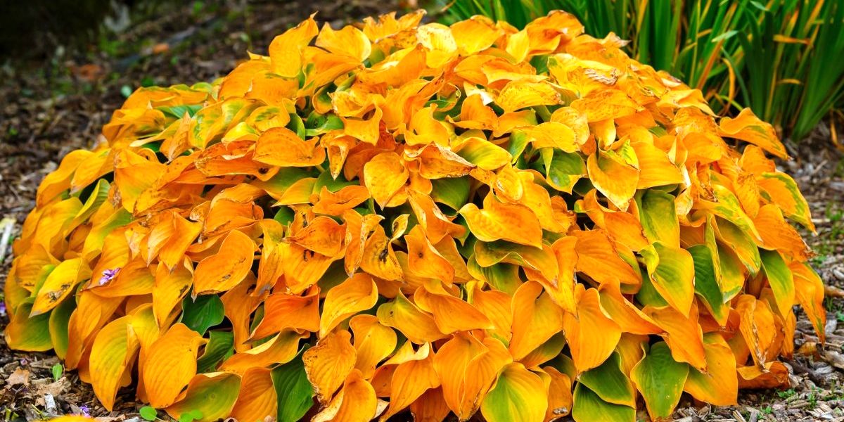 gotovim_hosty_k_zime