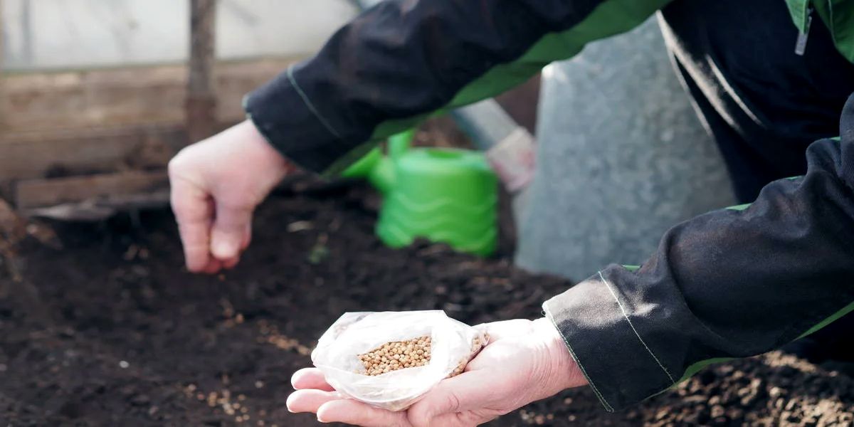 kak_uhazhivat_za_teplicej_posle_sbora_urozhaya