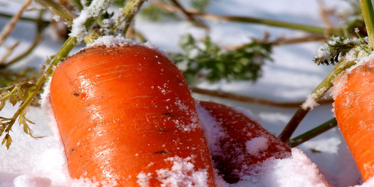 kakie_ovoshi_mogut_zimovat_na_gryadke