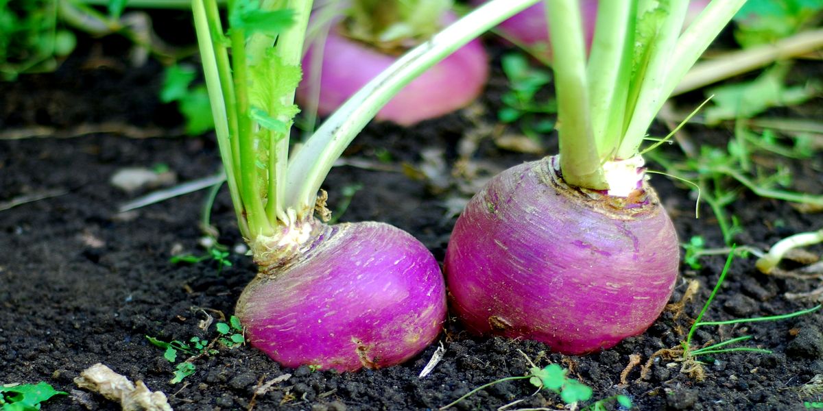 kakie_ovoshi_mogut_zimovat_na_gryadke