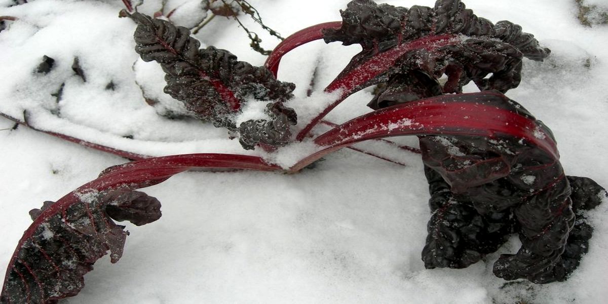 kakie_ovoshi_mogut_zimovat_na_gryadke