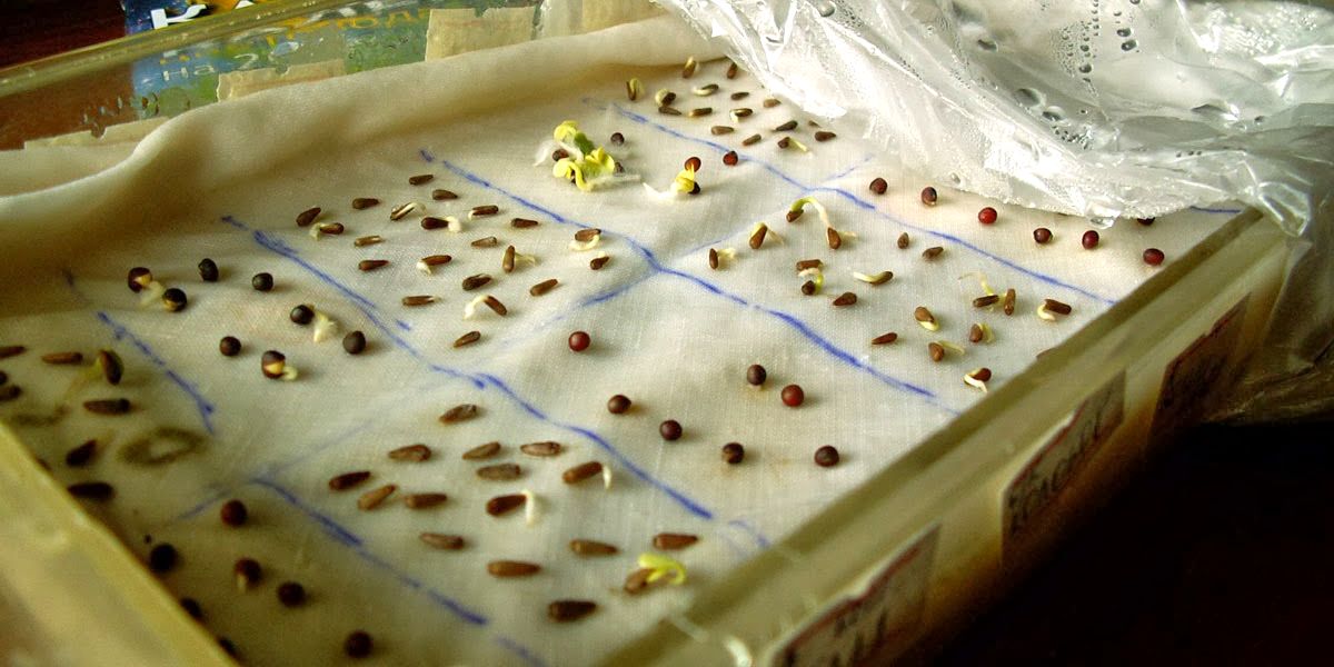 o_prorashivanii_semyan_cvetochnyh_ovoshnyh_rasteni