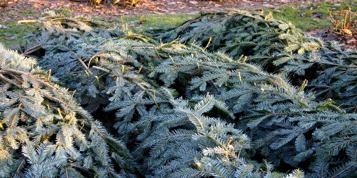 osennyaya_podgotovka_golubiki_k_zime