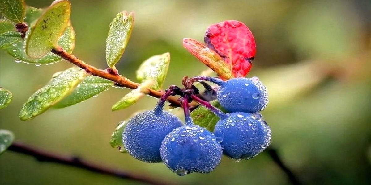 osennyaya_podgotovka_golubiki_k_zime