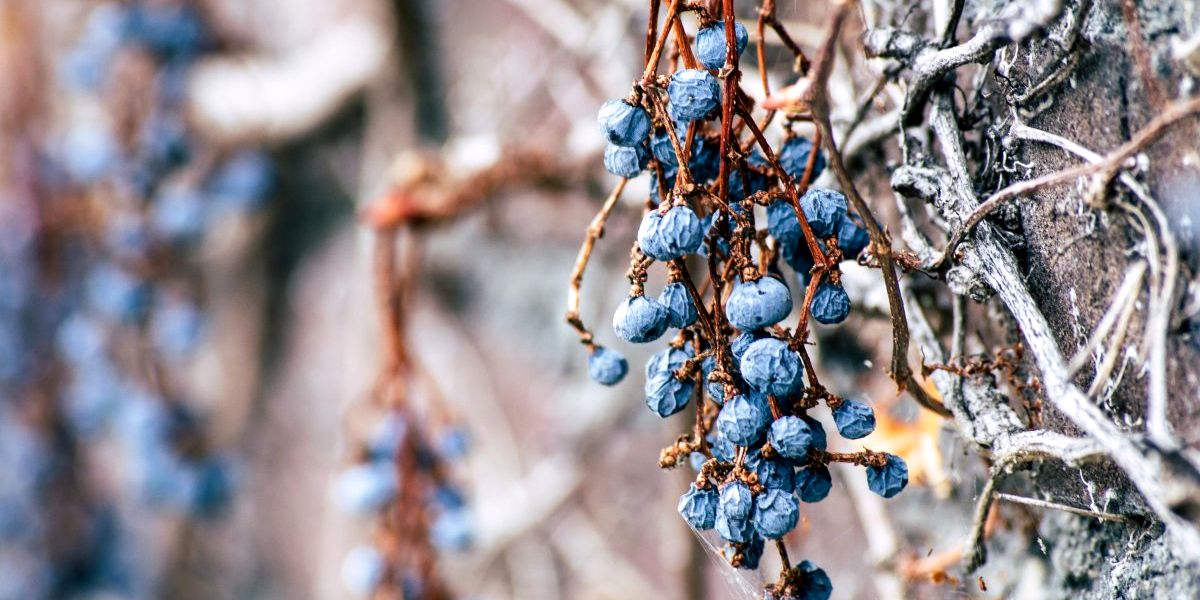 osennyaya_podgotovka_golubiki_k_zime