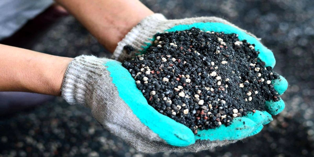 osennyaya_podgotovka_golubiki_k_zime