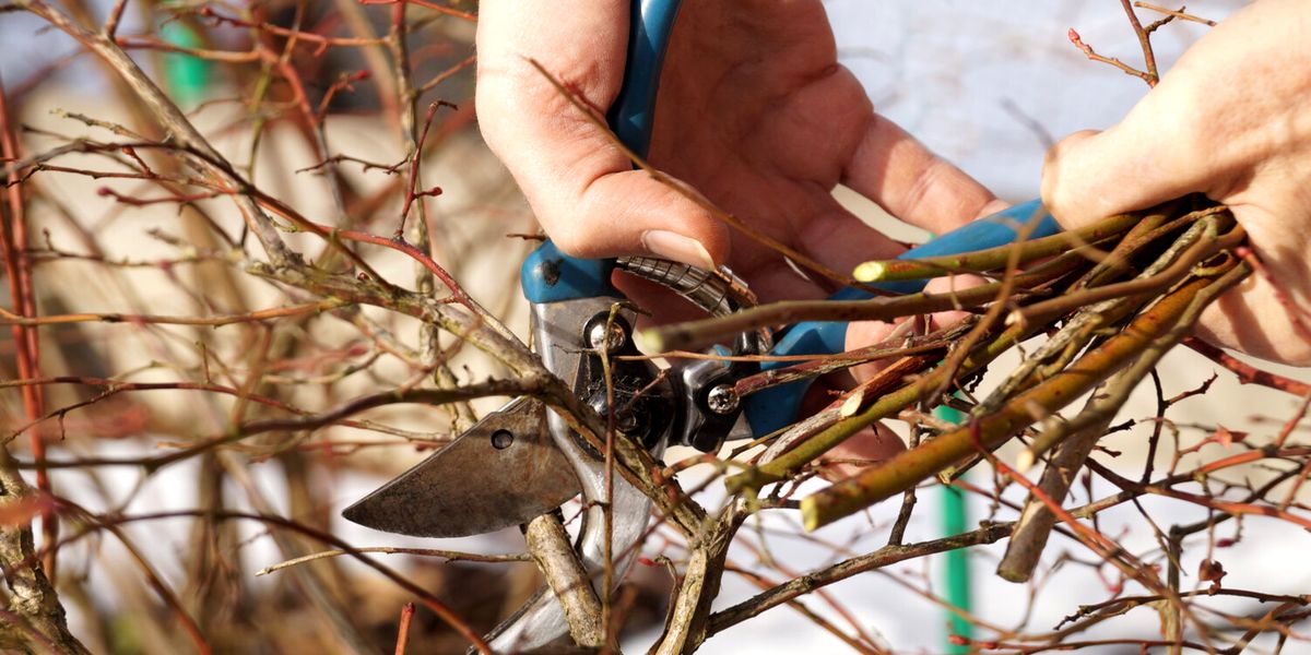 osennyaya_podgotovka_golubiki_k_zime