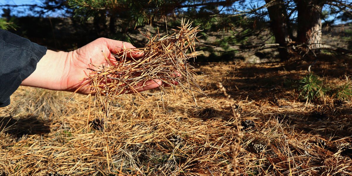 osennyaya_podgotovka_golubiki_k_zime