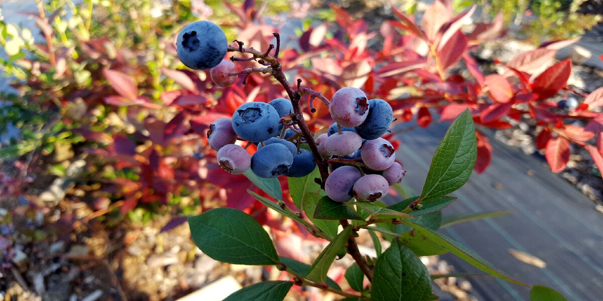 osennyaya_podgotovka_golubiki_k_zime