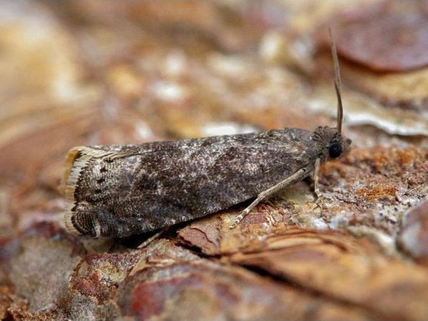 Plum moth - «Grapholita funebrana»