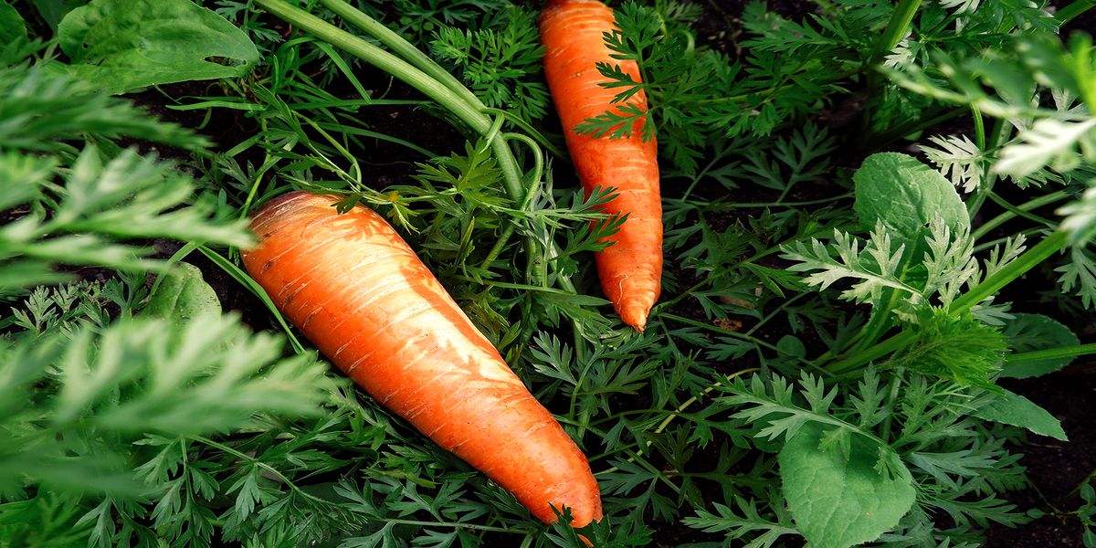 podzimnie_posevy_za_protiv