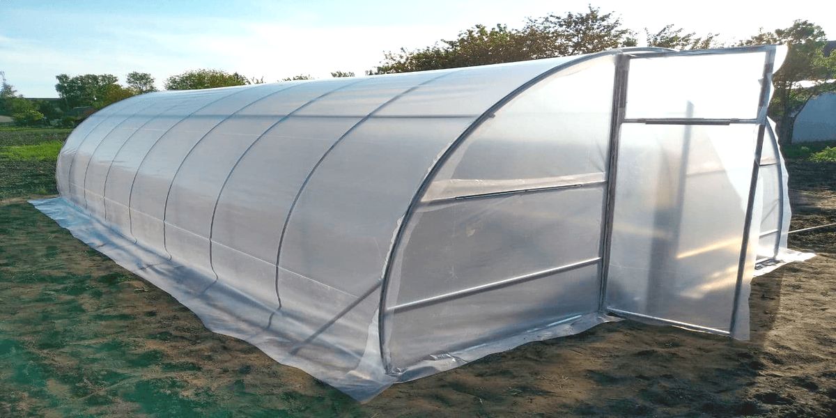 pomidory_v_teplice_ili_otkrytoj_gryadke
