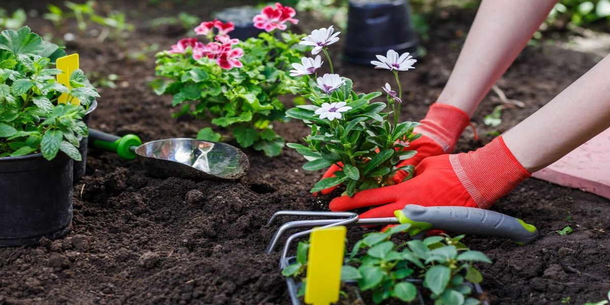 Flower sprouts planting in open ground