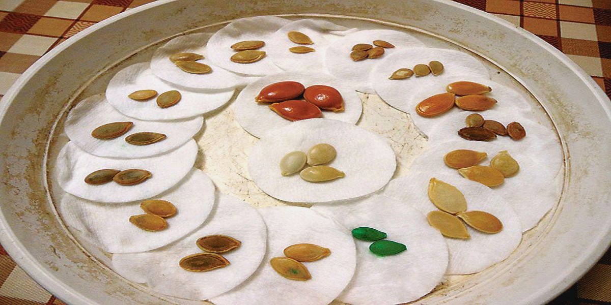 vyirashhivaem-rassadu-tyikvyi