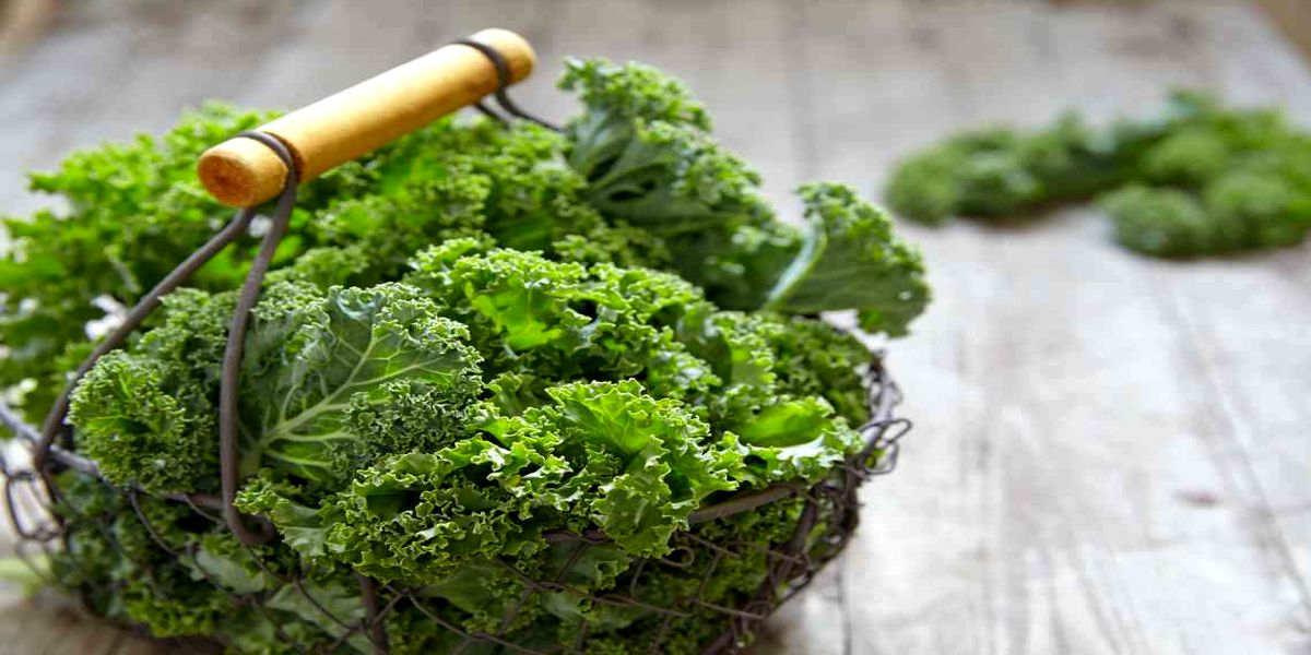 vyrashivanie_listovoj_kapusty_kale