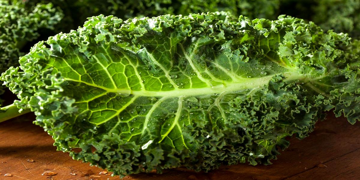 vyrashivanie_listovoj_kapusty_kale