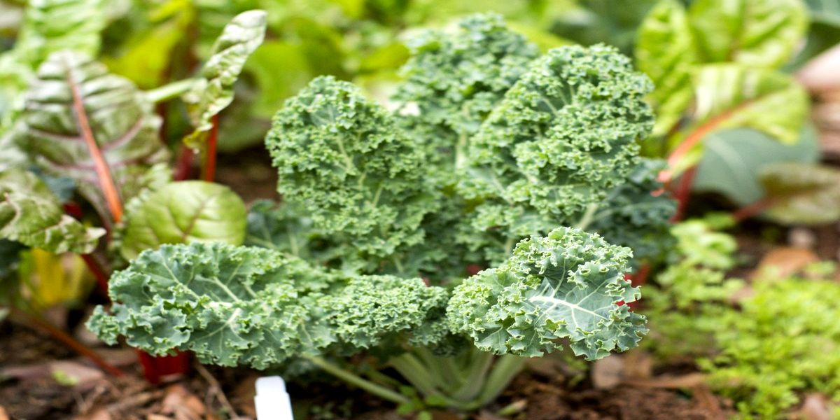 vyrashivanie_listovoj_kapusty_kale